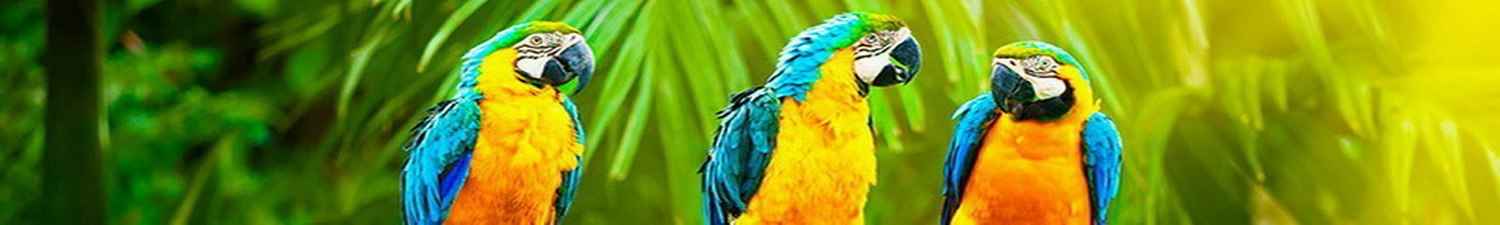 Скинали разноцветные попугаи в тропическом лесу 010