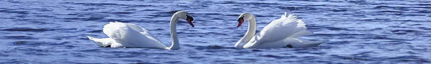 Скинали пара белых лебедей на воде 011