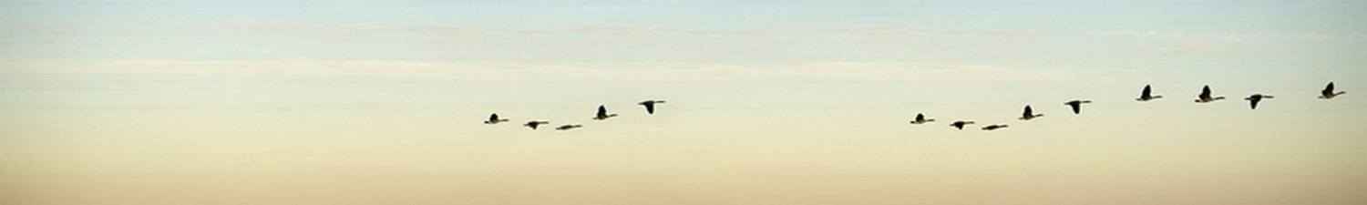 Скинали перелетные утки на фоне закатного неба 024